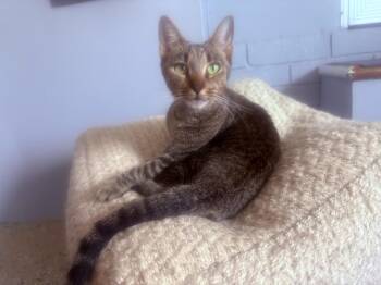 Rescue Domestic Short Hair Cats for Adoption in Bonita Springs, Florida - Chloe | PetCurious