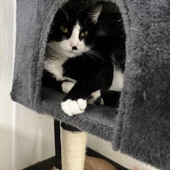 Domestic Short Hair Cats Available for Adoption - Fancy | PetCurious