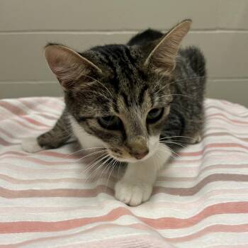 Teal -  Domestic Short Hair Cat for Adoption in Bristol, Indiana - Teal | PetCurious