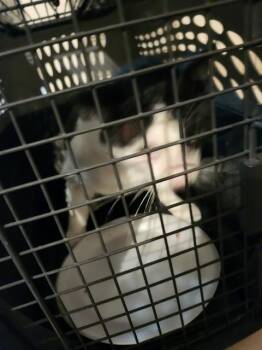 DEMETER -  Domestic Short Hair Cat for Adoption in San Antonio, Texas - DEMETER | PetCurious
