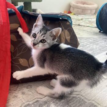 Coraline - female kitten -  Domestic Short Hair Cat for Adoption in Los Altos, California - Coraline - Female Kitten | PetCurious