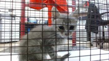 GREGG -  Domestic Short Hair Cat for Adoption in Doral, Florida - GREGG | PetCurious