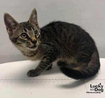 Coffee Espresso -  Domestic Short Hair Cat for Adoption in Washington, District Of Columbia - Coffee Espresso | PetCurious