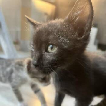 Remy -  Domestic Short Hair Cat for Adoption in San Antonio, Texas - Remy | PetCurious