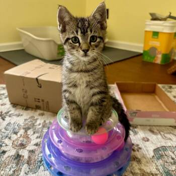 Clove -  Domestic Short Hair and Tabby Cat for Adoption in Grand Rapids, Michigan - Clove | PetCurious