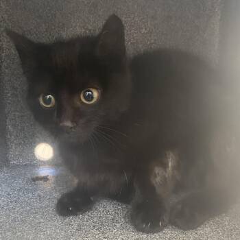 Domestic Short Hair Cats Available for Adoption - 70102 | PetCurious