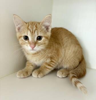 Domestic Short Hair Cats Available for Adoption in Rochester, Indiana - Chaos | PetCurious