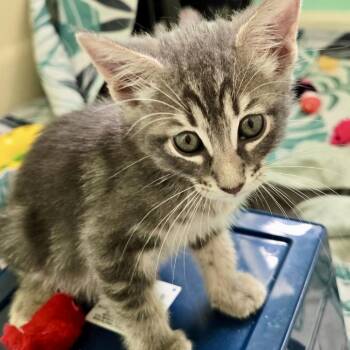 Bailee* -  Domestic Short Hair Cat for Adoption in San Gabriel, California - Bailee* | PetCurious