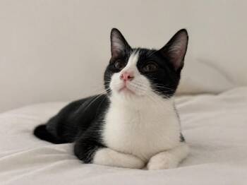 Domestic Short Hair Cats Available for Adoption in New Braunfels, Texas - Lucio | PetCurious