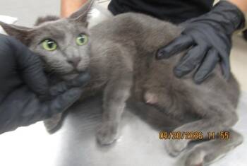 (642) -  Domestic Short Hair Cat for Adoption in Marietta, Georgia - (642) | PetCurious