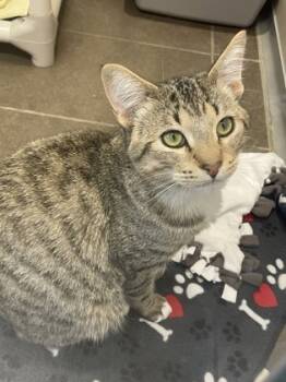 Rescue Domestic Short Hair Cats for Adoption in Bellevue, Washington - Rune | PetCurious