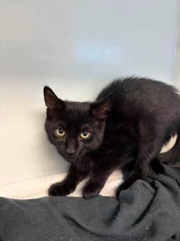MOSQUITO -  Domestic Short Hair Cat for Adoption in Delson, Quebec - MOSQUITO | PetCurious