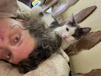 Rescue Domestic Short Hair Cats for Adoption in Whittier, California - Jackson | PetCurious