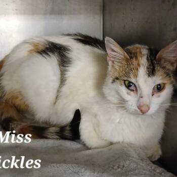 Rescue Domestic Short Hair Cats for Adoption in Richmond, Indiana - Miss Pickles | PetCurious