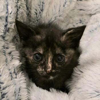Domestic Short Hair Cats Available for Adoption in Cumming, Georgia - Pumpernickel | PetCurious
