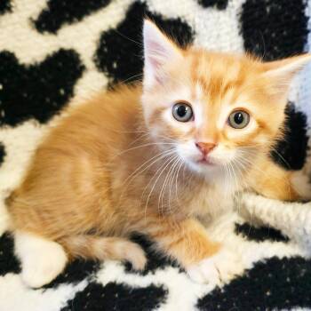 Hamlin -  Domestic Short Hair Cat Available for Adoption in Mt. Juliet, Tennessee - Hamlin | PetCurious