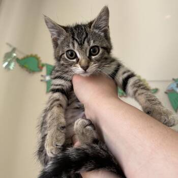 Domestic Short Hair Cats Available for Adoption in Spokane, Washington - Tabitha | PetCurious
