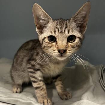 Merlin -  Domestic Short Hair Cat for Adoption in Chattanooga, Tennessee - Merlin | PetCurious