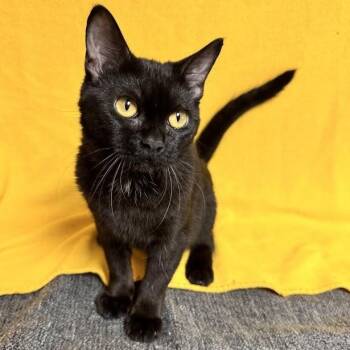 Domestic Short Hair Cats Available for Adoption in Waterloo, Iowa - Vanessa | PetCurious