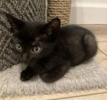 Gouda -  Domestic Short Hair Cat for Adoption in Oakdale, California - Gouda | PetCurious