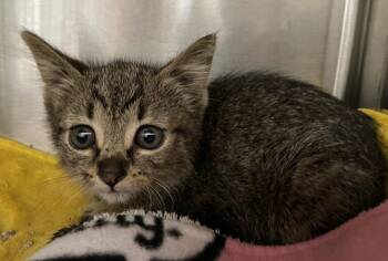 Wocket -  Domestic Medium Hair Cat for Adoption in Chico, California - Wocket | PetCurious