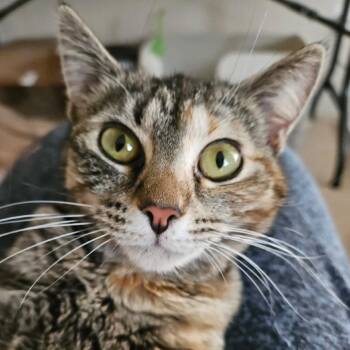 Domestic Short Hair Cats Available for Adoption in Winchester, Virginia - Brooke | PetCurious
