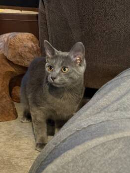 Rescue Domestic Short Hair Cats for Adoption in Millcreek, Utah - Vessel | PetCurious