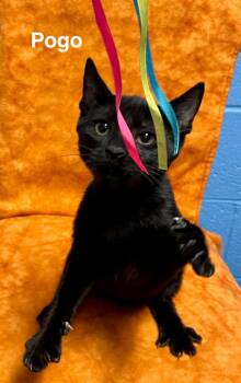 Rescue Domestic Short Hair Cats for Adoption in Ellijay, Georgia - Pogo | PetCurious