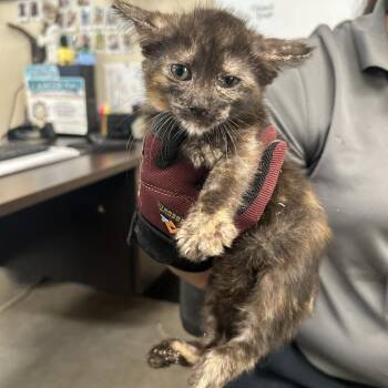 Nashville Hot Crisper -  Domestic Short Hair Cat for Adoption in Austin, Texas - Nashville Hot Crisper | PetCurious