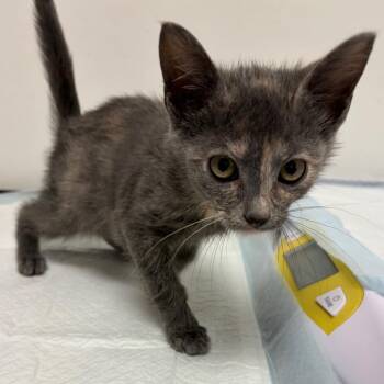 Nama -  Domestic Short Hair Cat for Adoption in Nashville, Tennessee - Nama | PetCurious