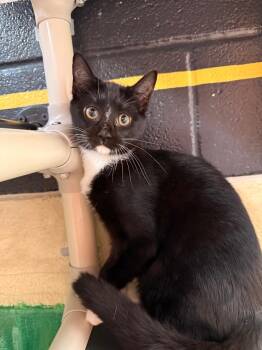 Domestic Short Hair Cats Available for Adoption in Burnsville, North Carolina - Little | PetCurious