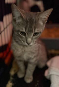 Mia -  Domestic Short Hair Cat for Adoption in Evans, Georgia - Mia | PetCurious