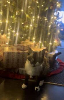 Siamese Cats Available for Adoption in Potsdam, New York - Scamper | PetCurious