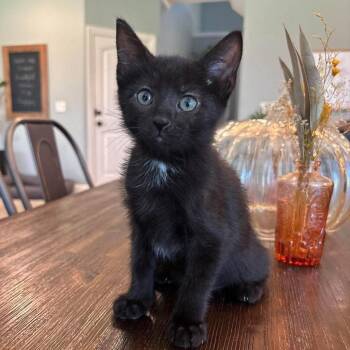 Smoky -  Domestic Short Hair Cat for Adoption in Fairway, Kansas - Smoky | PetCurious