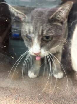 Rescue Domestic Short Hair Cats for Adoption in Woodland, California - A223161 | PetCurious