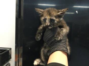 CIARA -  Domestic Short Hair Cat for Adoption in Thousand Palms, California - CIARA | PetCurious