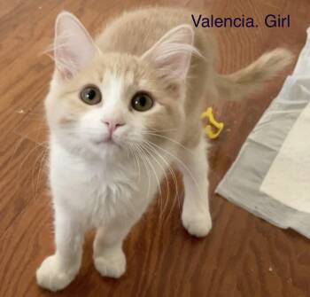 Valencia -  Domestic Medium Hair Cat for Adoption in Scottsdale, Arizona - Valencia | PetCurious