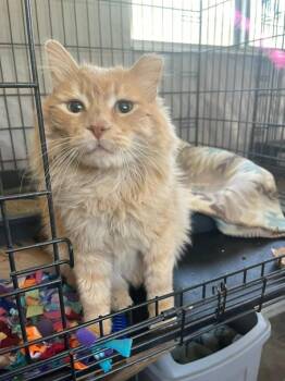 Sugar -  Domestic Long Hair Cat for Adoption in Ogden, Utah - Sugar | PetCurious