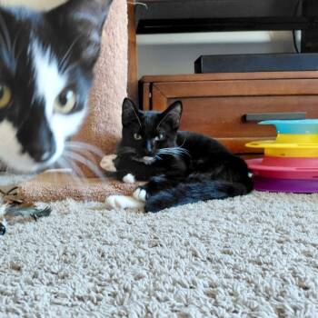 Serrano -  Domestic Short Hair Cat for Adoption in Woodinville, Washington - Serrano | PetCurious