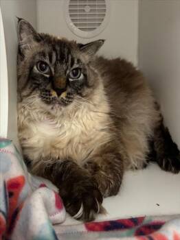 Rescue Siamese Cats for Adoption in Kent, Washington - TEYLA | PetCurious