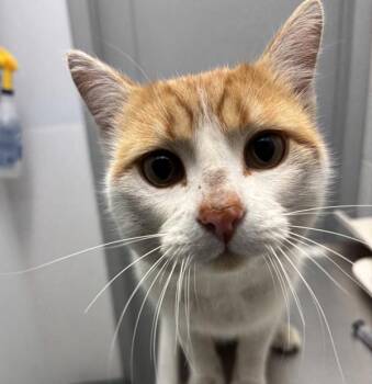 Domestic Short Hair Cats Available for Adoption - Finch | PetCurious