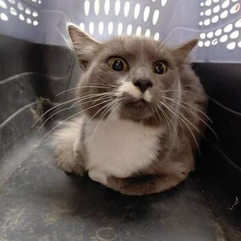 Domestic Long Hair Cats Available for Adoption - HAROLD | PetCurious