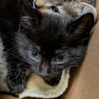Serah -  Domestic Short Hair Cat for Adoption in Greenville, South Carolina - Serah | PetCurious