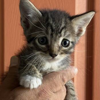 Domestic Short Hair Cats Available for Adoption in Huntington Beach, California - Dean | PetCurious