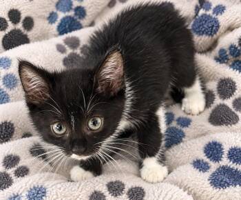 Montgomery -  Domestic Short Hair Cat for Adoption in Colorado Springs, Colorado - Montgomery | PetCurious