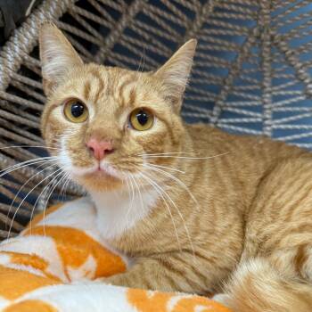 Rescue Domestic Short Hair Cats for Adoption in Pasadena, Maryland - Rajah | PetCurious
