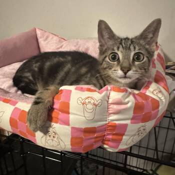 Kody -  Domestic Short Hair Cat for Adoption in Chicago, Illinois - Kody | PetCurious