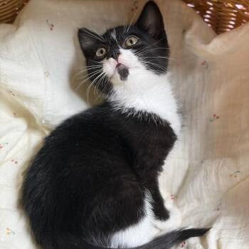 peach soda -  Domestic Short Hair Cat for Adoption - Peach Soda | PetCurious