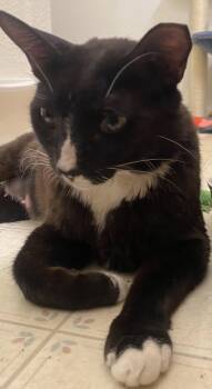 Billie Jean -  Domestic Short Hair Cat for Adoption in San Tan Valley, Arizona - Billie Jean | PetCurious