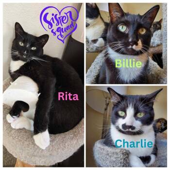 Rescue Domestic Short Hair Cats for Adoption in Blaine, Minnesota - Rita, Billie, Charlie | PetCurious